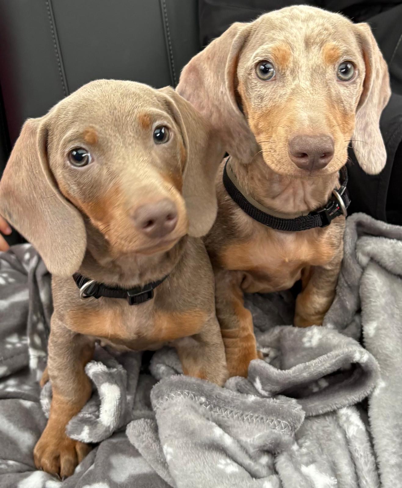 Ruby & Leo in der Tagespflege Grafensteinerhöh
